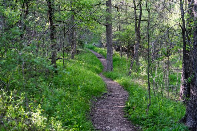 a%20trail%20in%20a%20forest